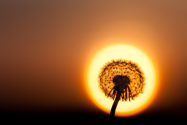 Одуванчик на солнце