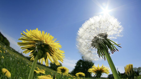 Поле желтых одуванчиков