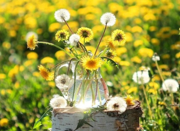 Солнечные одуванчики