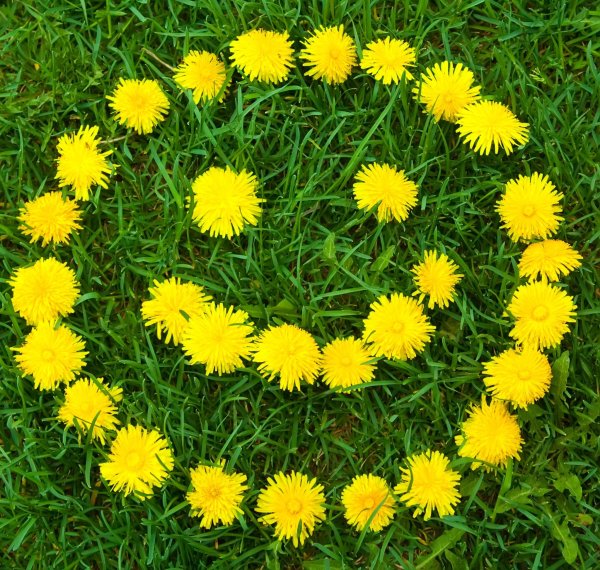 Поле одуванчиков