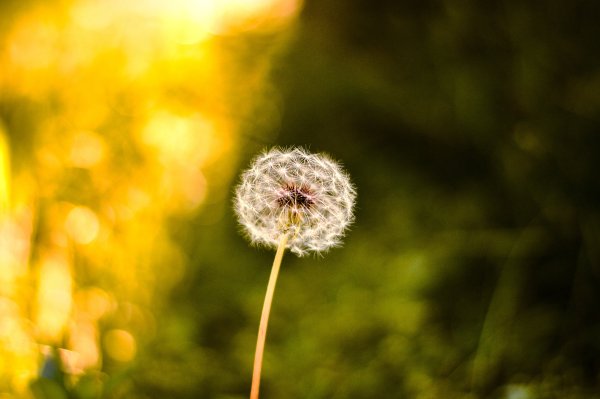 Фон для презентации лето