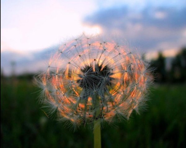 Одуванчиковое поле