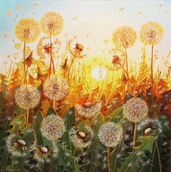 Одуванчик на закате