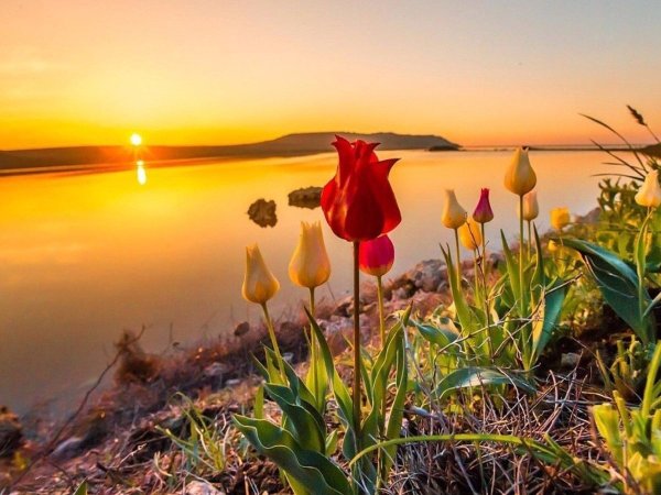 Цветы на рассвете