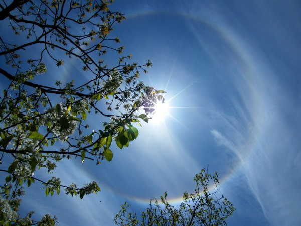 Весна солнце цветы Мимоза