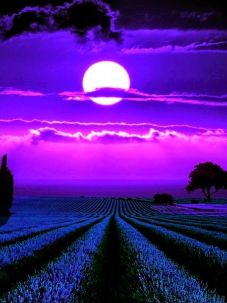 Перпл Бич 2022