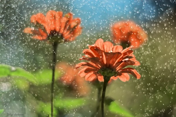 Цветы под дождем