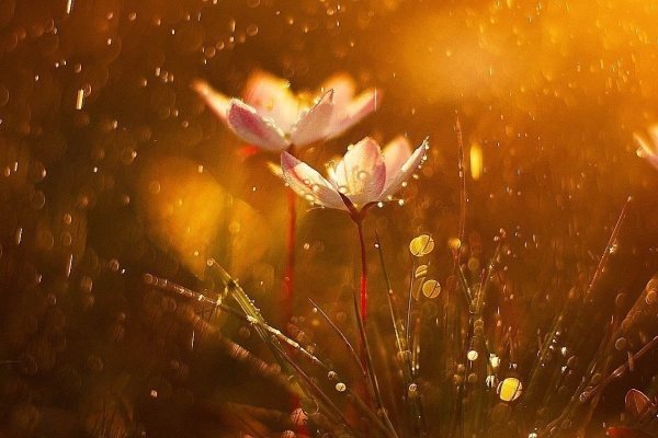 Цветы с бликами