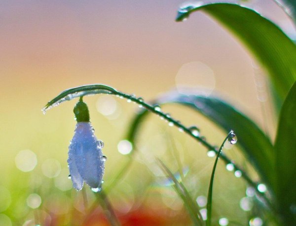 Весна капель