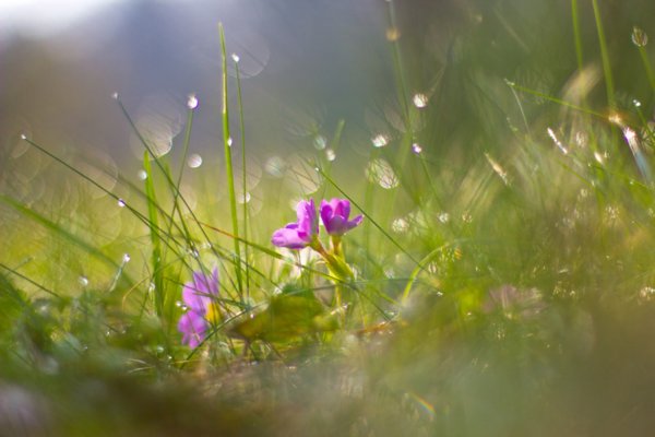 Весна солнце