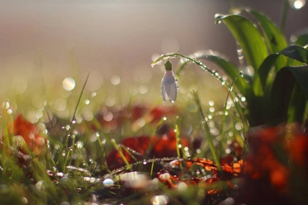 Ромашки в солнечных лучах