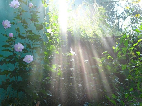 Ромашки под дождем