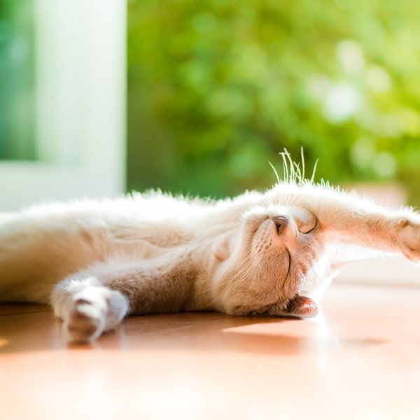 Цветочек улыбается