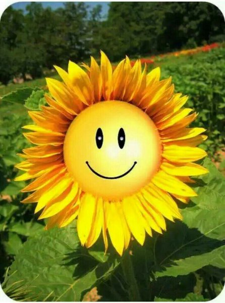 Выздоравливай солнце