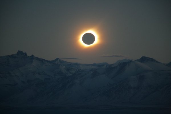 Солнечное затмение (Solar Eclipse) томат
