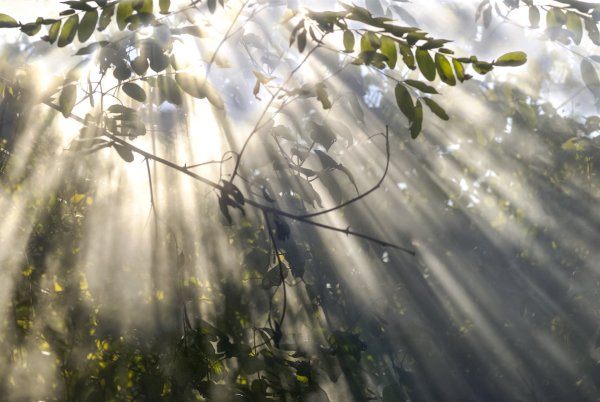 Весенний дождь и солнце