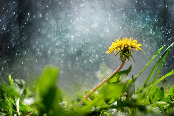 Одуванчики под дождем