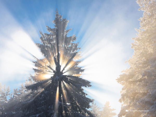 Солнце елка