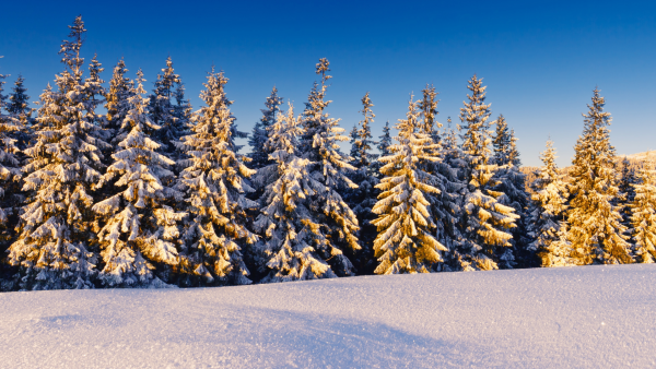 Волшебный зимний лес