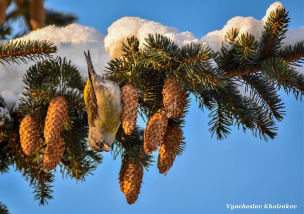 Зима солнце