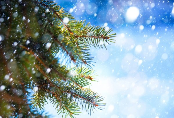 Ель на закате