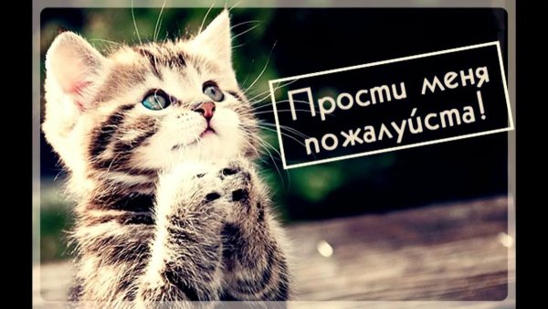 Прости меня пожалуйста
