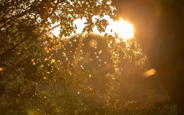 Солнечные блики фото