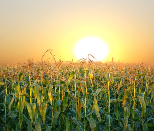 Кукурузное поле на рассвете