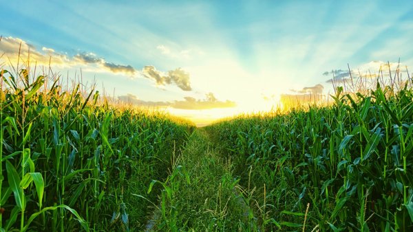 Поля в июле кукурузные