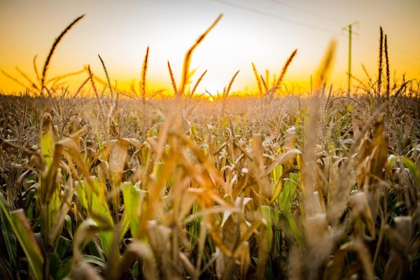 Аграрное хозяйство кукурузное поле