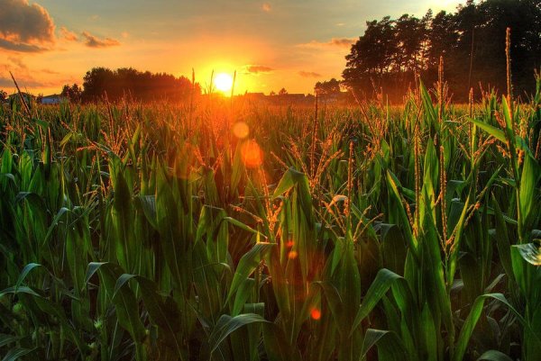 Кукурузное поле солнце