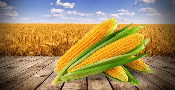 Кукуруза в Америке