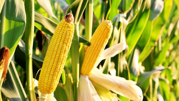 Початки индейской кукурузы
