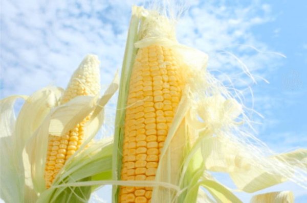 Кукуруза фон