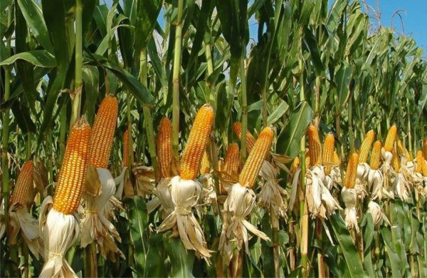 ДКС 3969 кукуруза