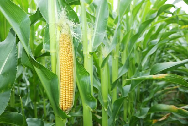 Растениеводство кукуруза
