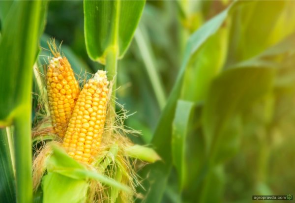 Смешная кукуруза