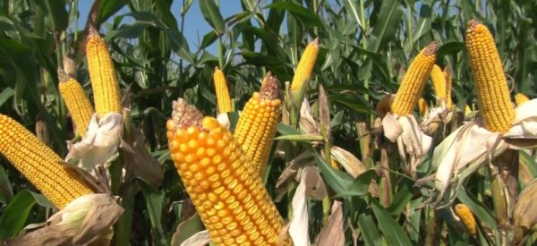 Кукурузное поле вектор