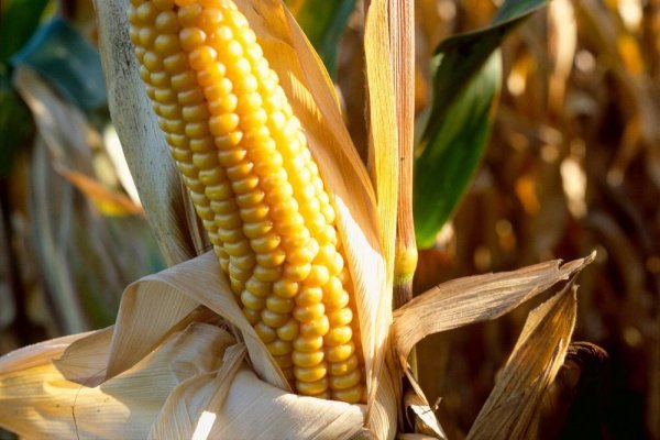 Кукуруза Полевая