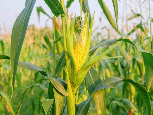 Кукурузное поле нарисованное