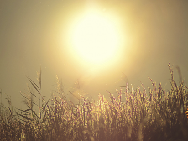 Картинки на рабочий стол солнце