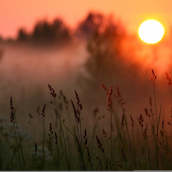 Осень туман солнце