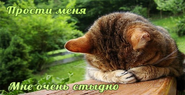 Прости меня мне очень стыдно