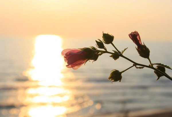 Стихи родным и близким красивые