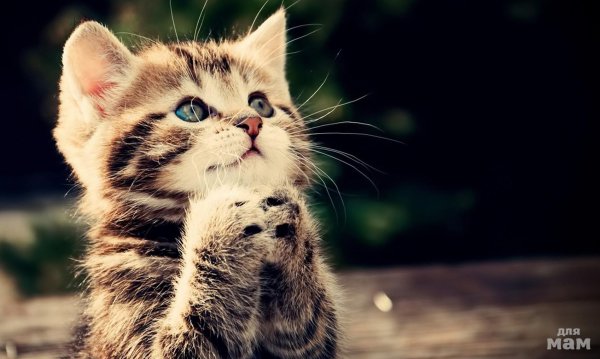 Открытки с извинениями