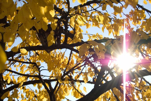 Золотая осень солнце