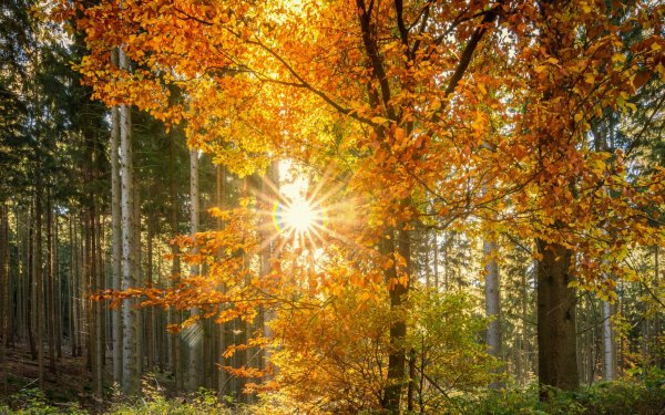 Солнечная осень