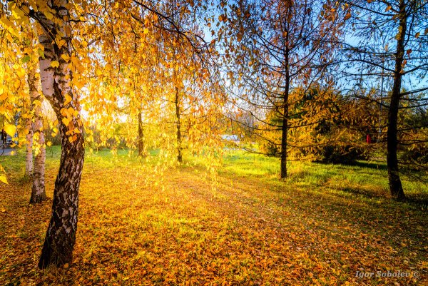 Солнечная осень