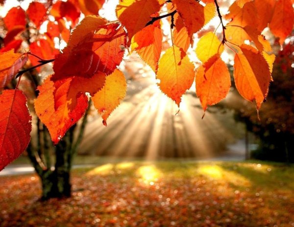 Солнечная осень
