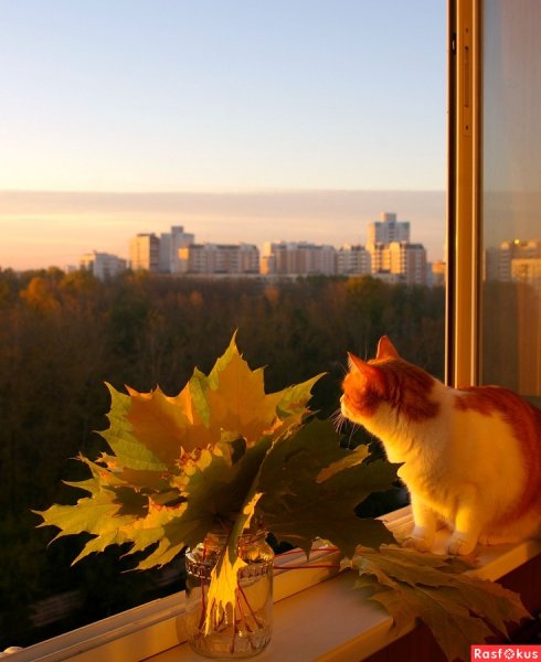 Раннее осеннее утро